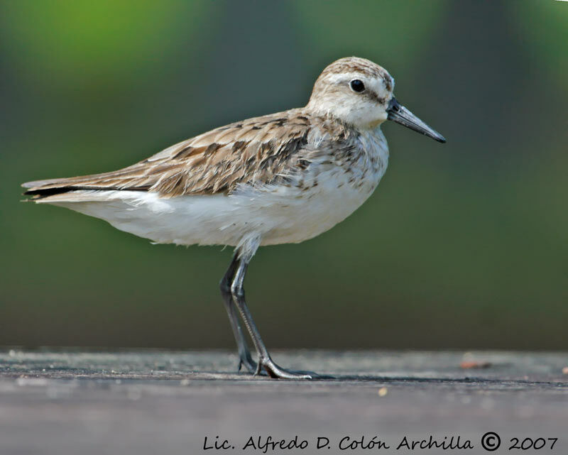 Semipalmated Sandpiper