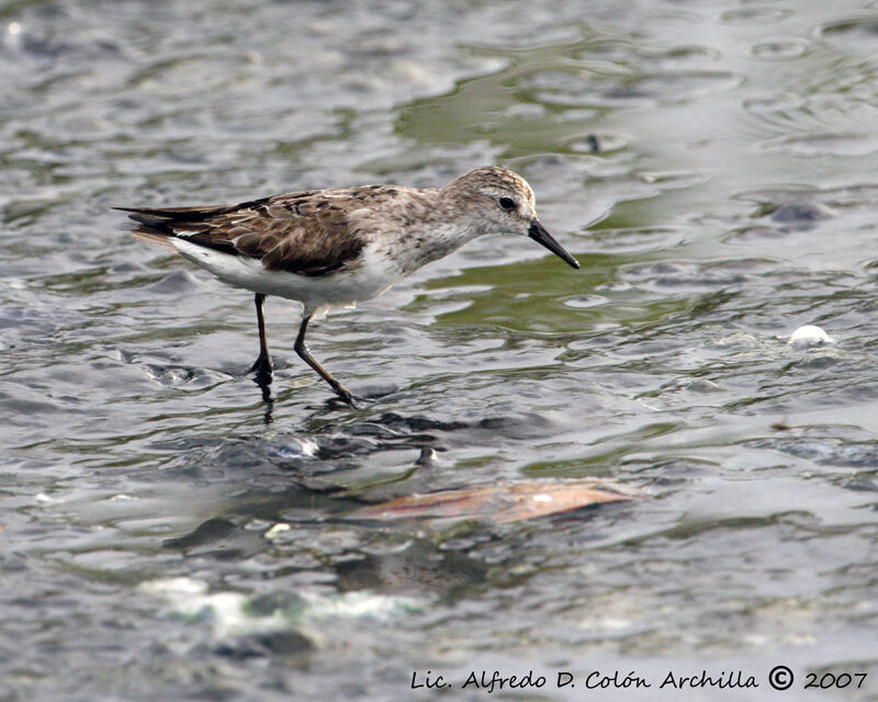 Semipalmated Sandpiper