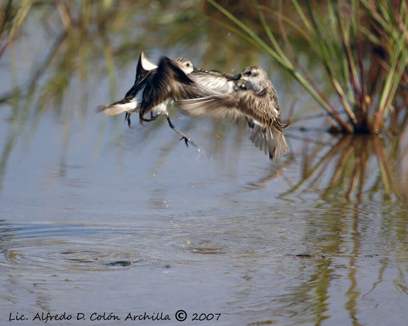 Semipalmated Sandpiper