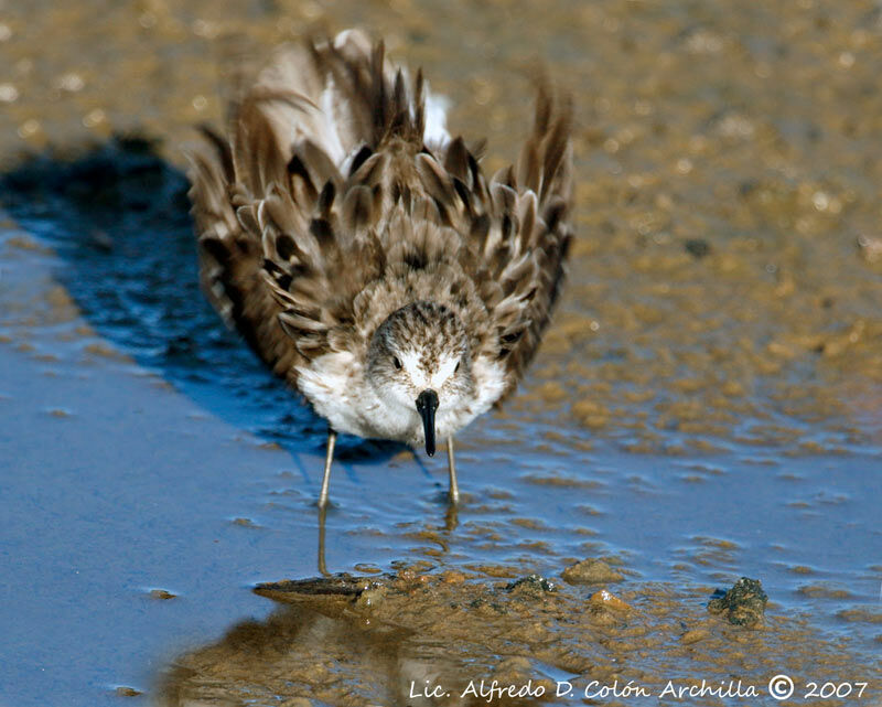 Semipalmated Sandpiper