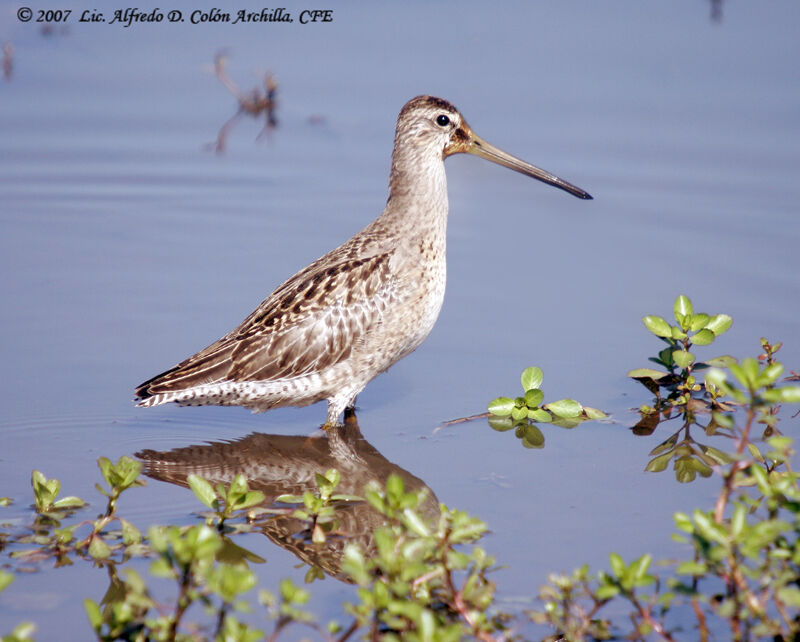 Short-billed Dowitcher male