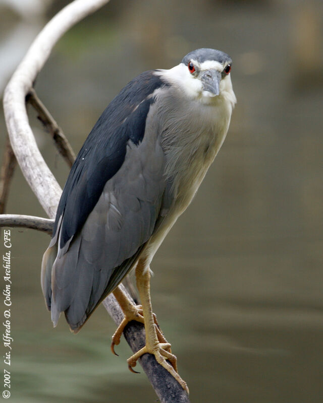 Bihoreau gris