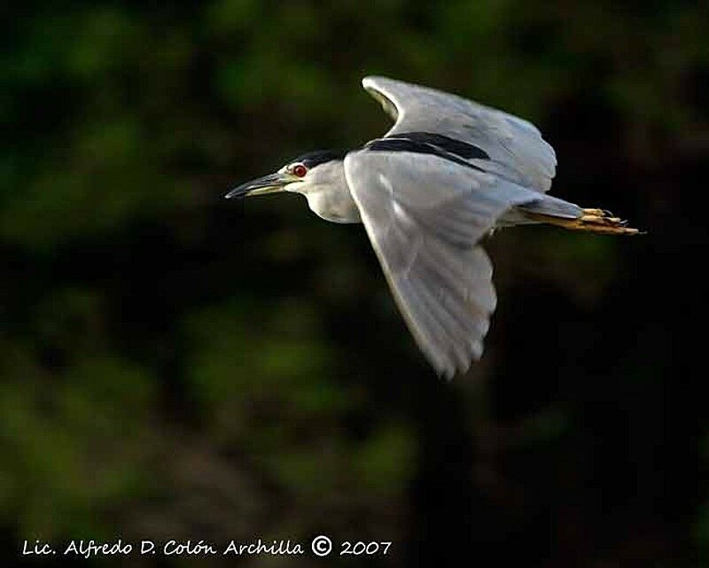 Black-crowned Night Heron