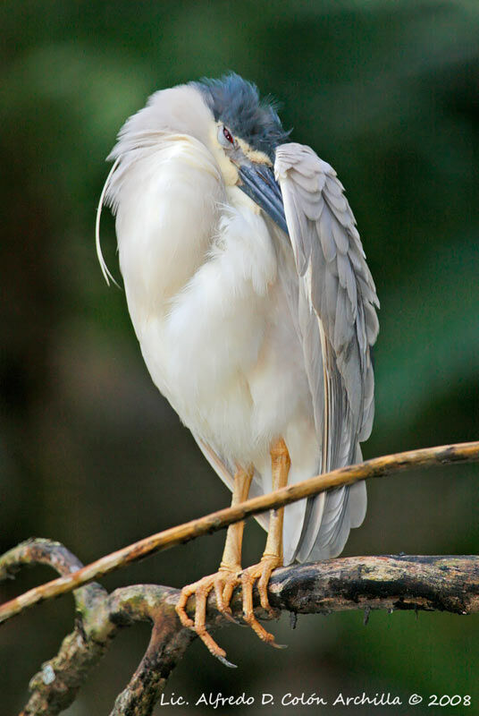 Black-crowned Night Heron