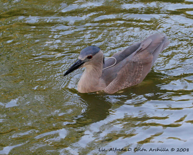 Black-crowned Night Heron