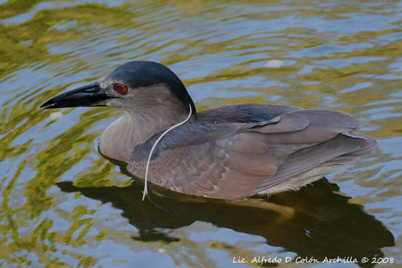 Bihoreau gris