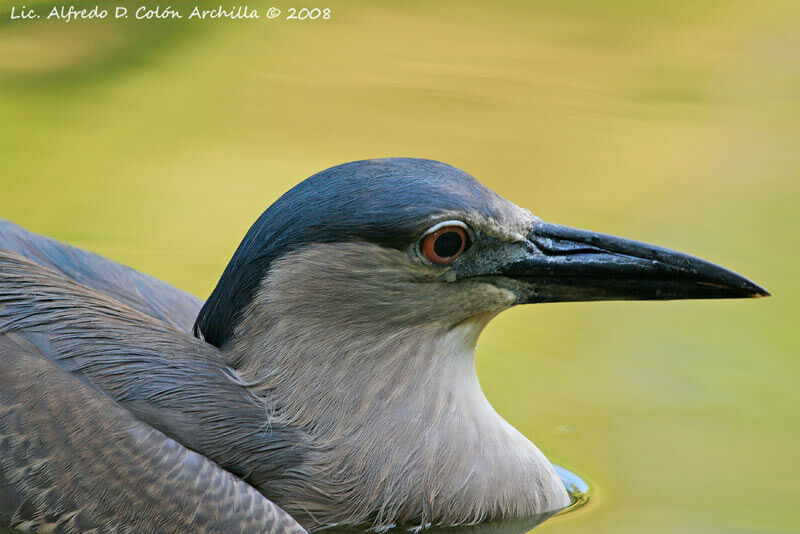 Black-crowned Night Heron