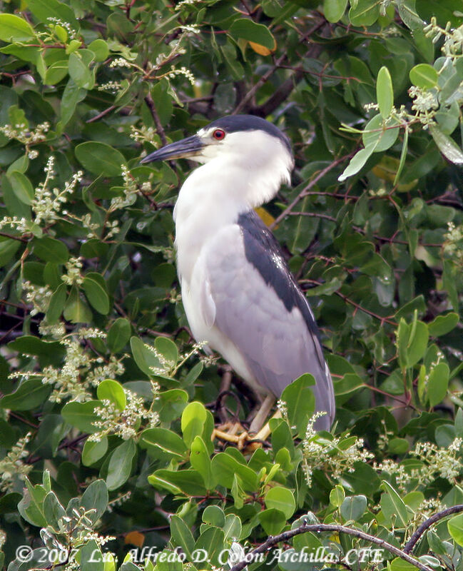 Black-crowned Night Heron