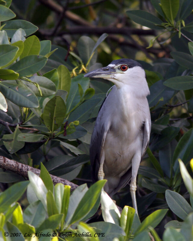 Black-crowned Night Heron