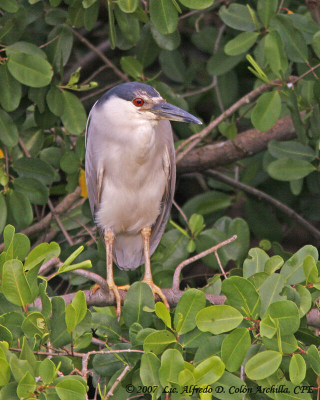 Black-crowned Night Heron