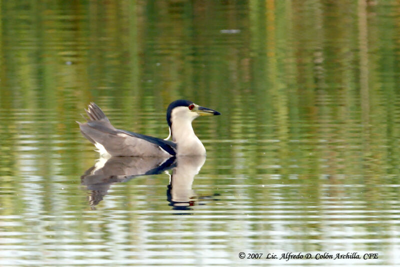 Black-crowned Night Heron