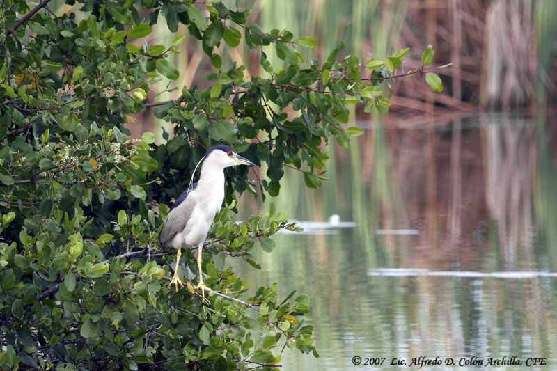 Black-crowned Night Heron