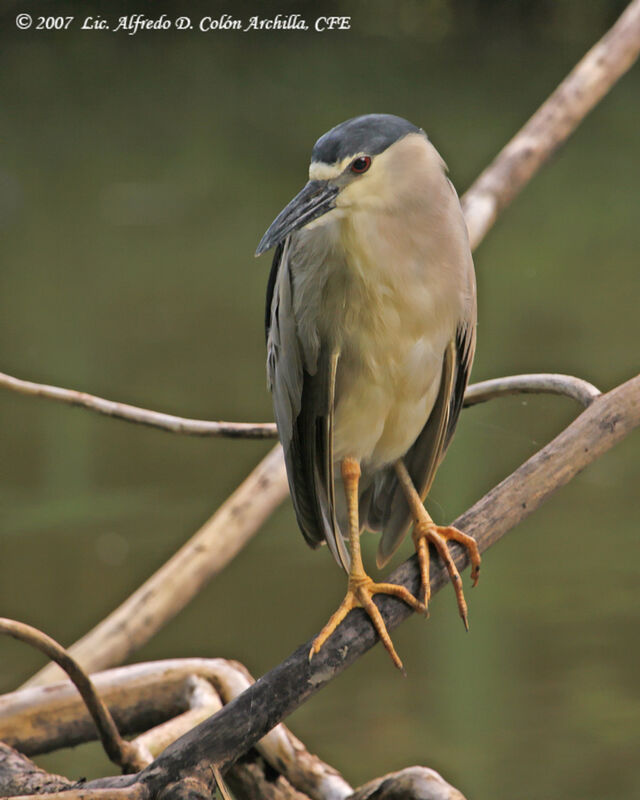 Black-crowned Night Heron