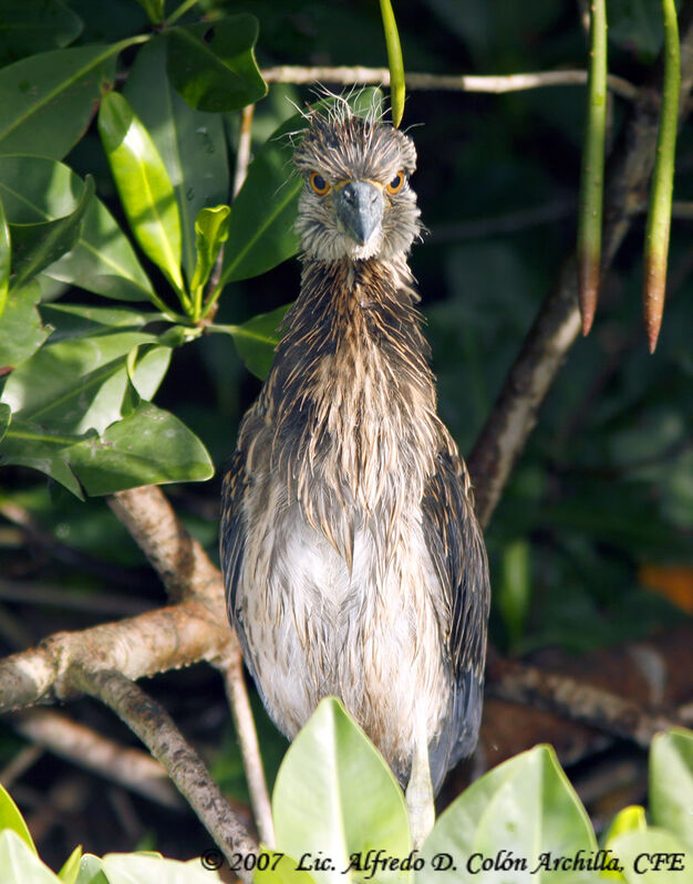 Yellow-crowned Night Heronjuvenile