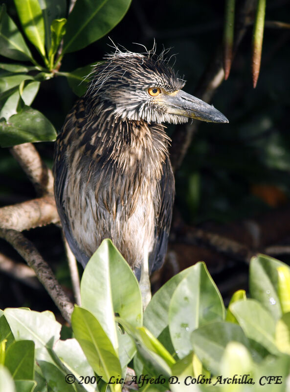 Yellow-crowned Night Heron