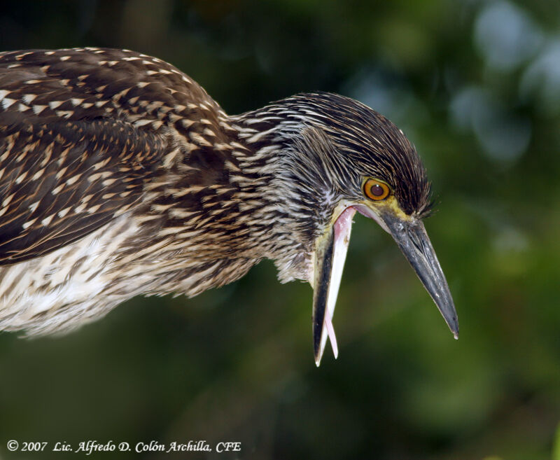 Yellow-crowned Night Heronjuvenile