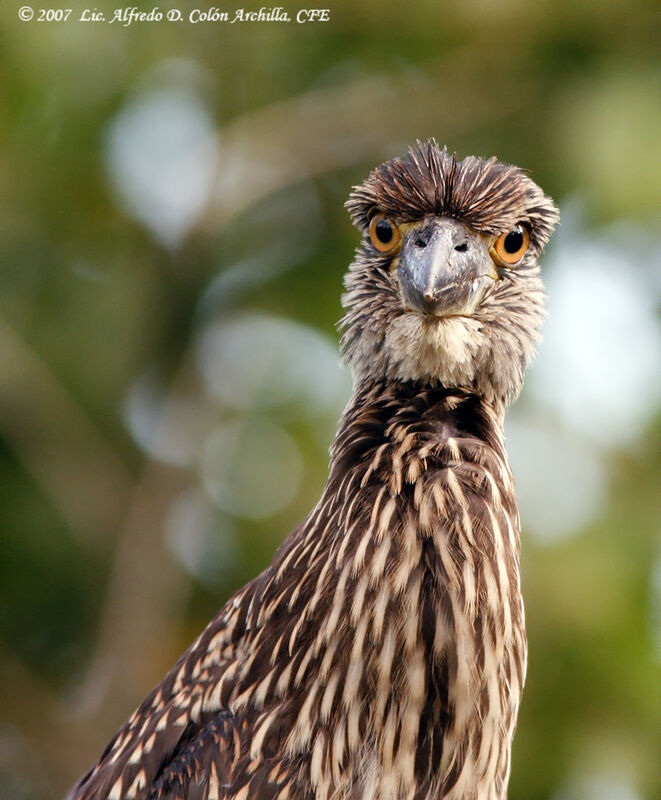 Yellow-crowned Night Heronjuvenile