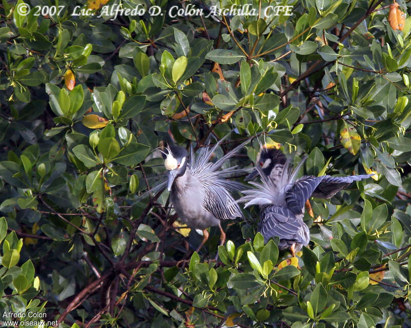 Bihoreau violacéadulte, habitat, composition, parade