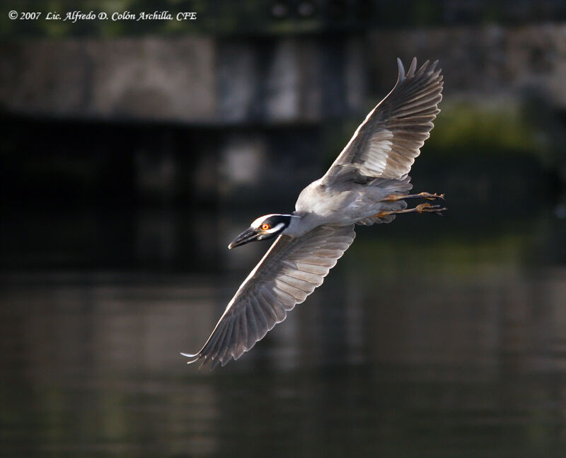 Yellow-crowned Night Heron