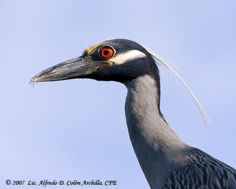 Yellow-crowned Night Heron