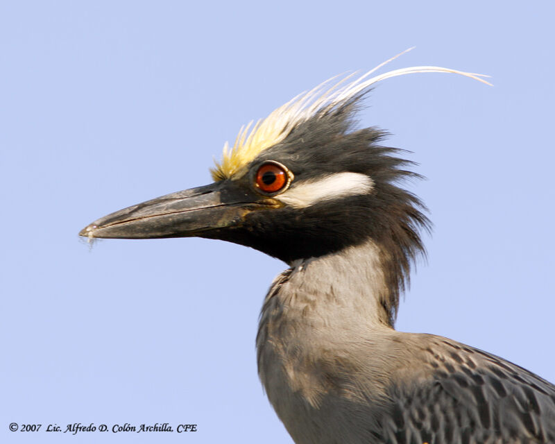 Yellow-crowned Night Heron