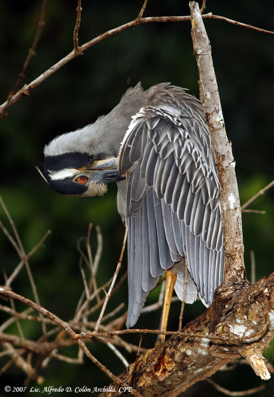 Yellow-crowned Night Heron