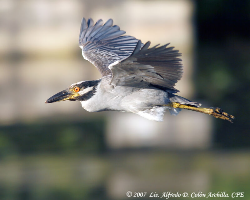 Yellow-crowned Night Heronadult