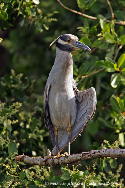 Yellow-crowned Night Heron