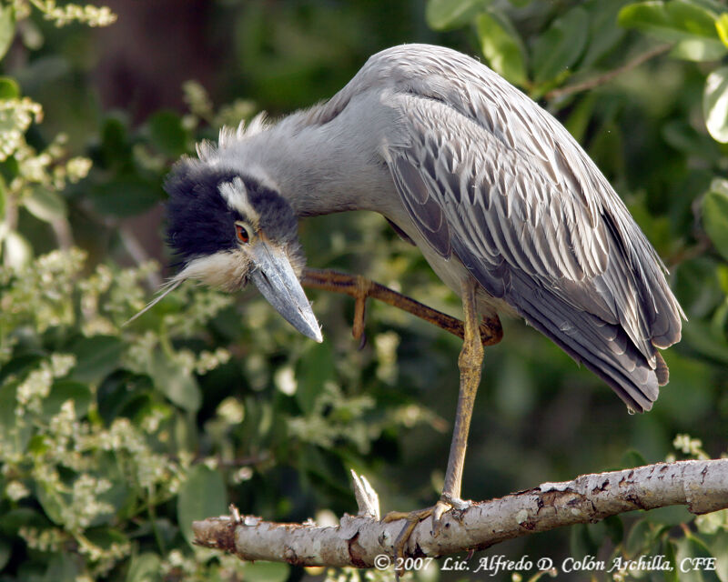 Yellow-crowned Night Heron