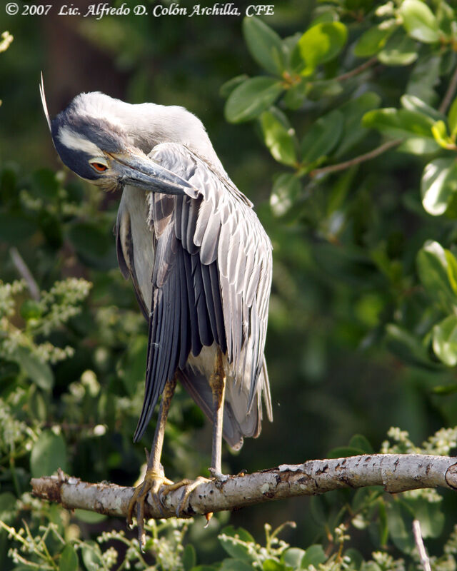 Yellow-crowned Night Heron