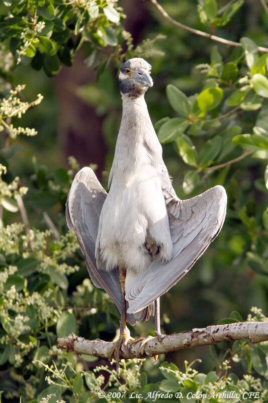 Yellow-crowned Night Heron