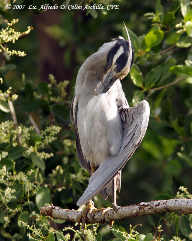 Yellow-crowned Night Heron