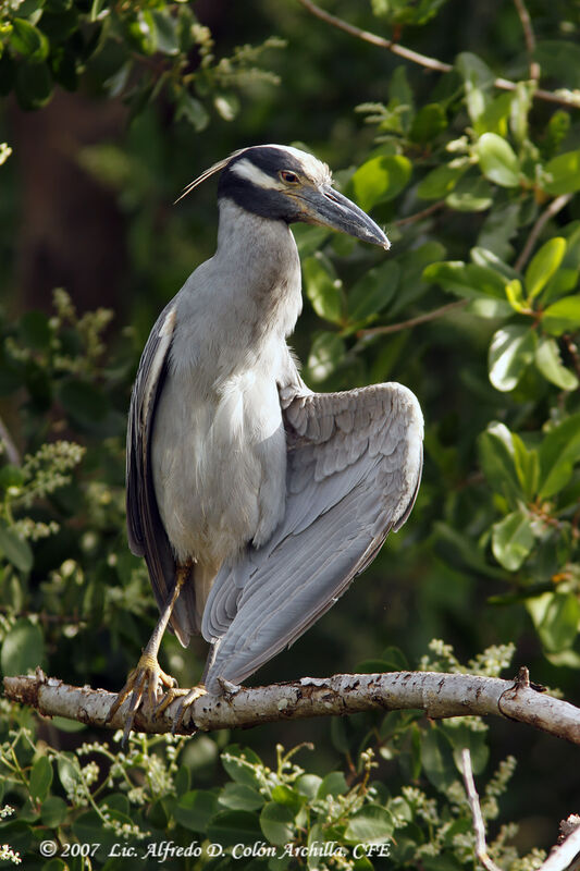 Yellow-crowned Night Heron