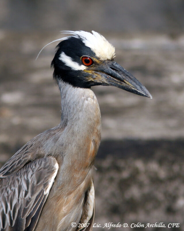 Yellow-crowned Night Heron