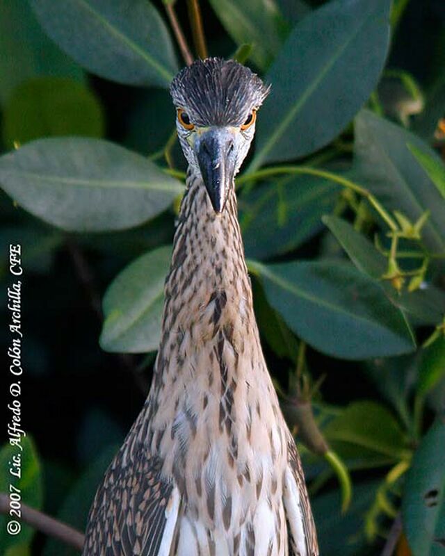 Yellow-crowned Night Heron