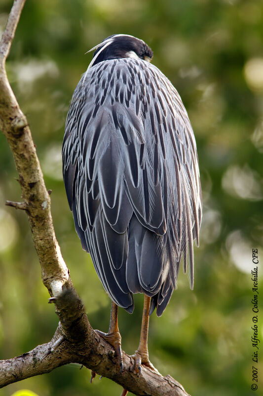 Yellow-crowned Night Heron