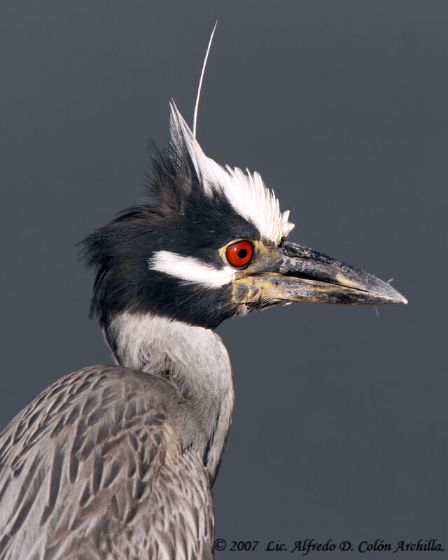 Yellow-crowned Night Heron