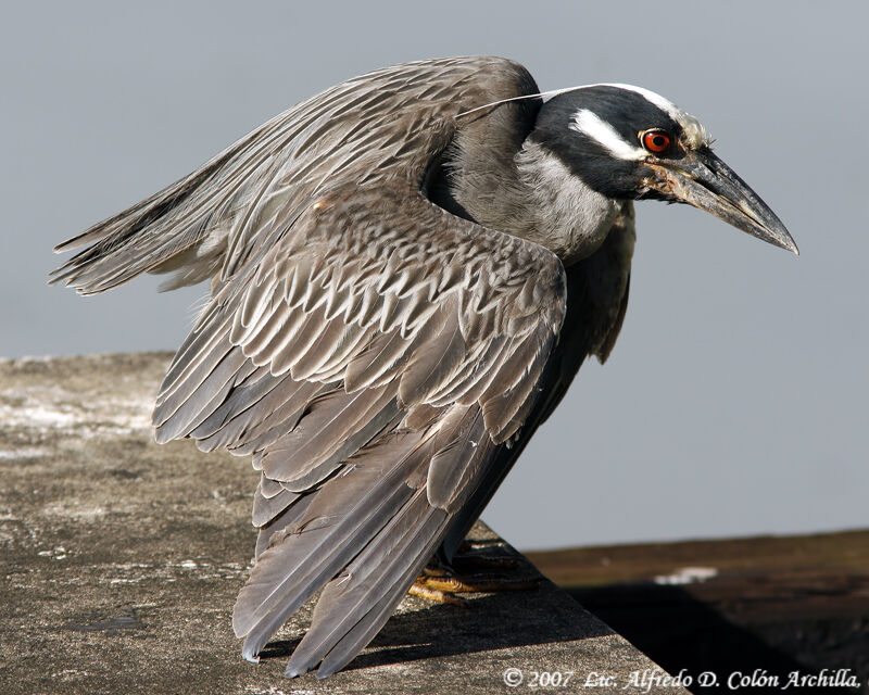 Yellow-crowned Night Heron