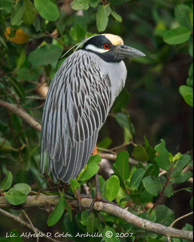 Yellow-crowned Night Heron