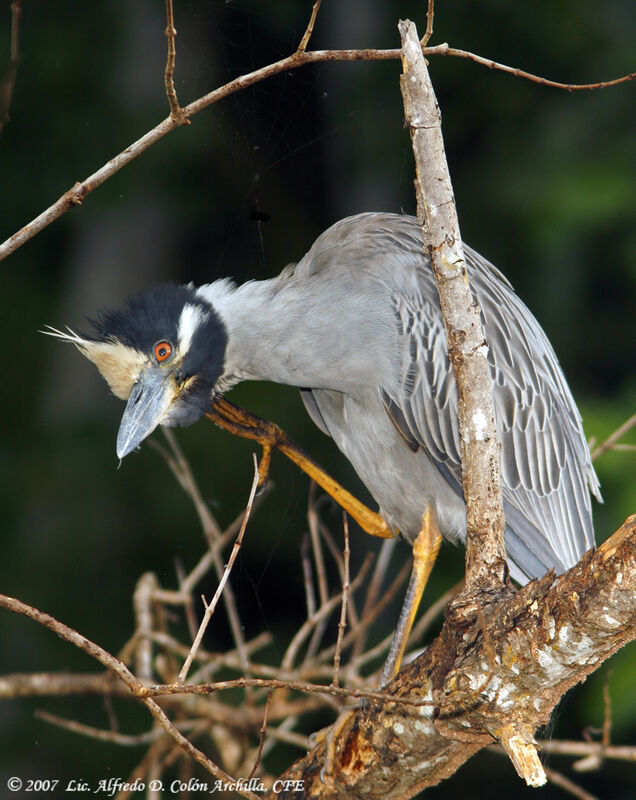 Yellow-crowned Night Heron