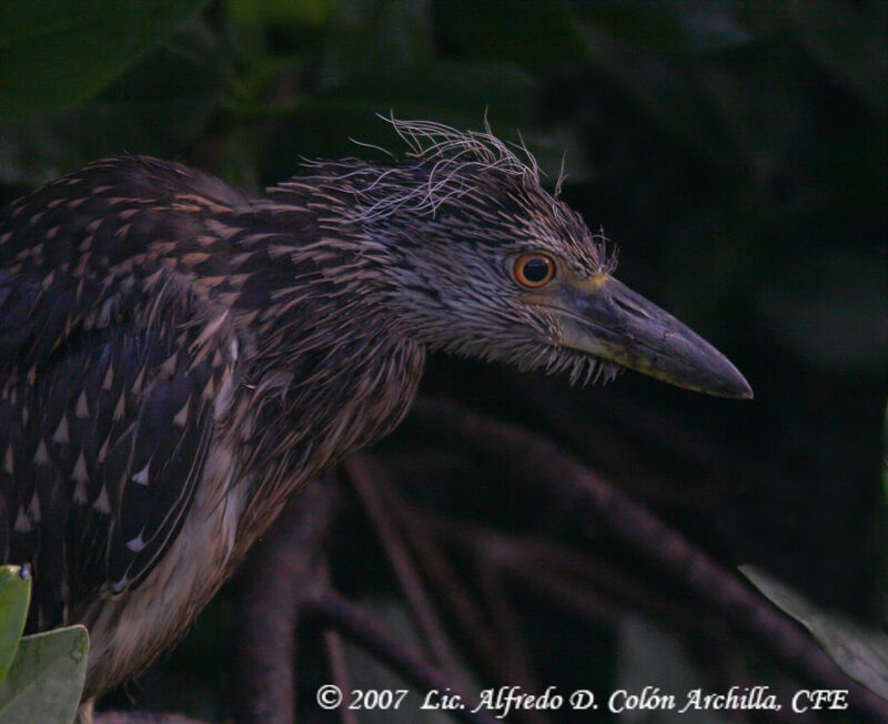 Yellow-crowned Night Heronjuvenile