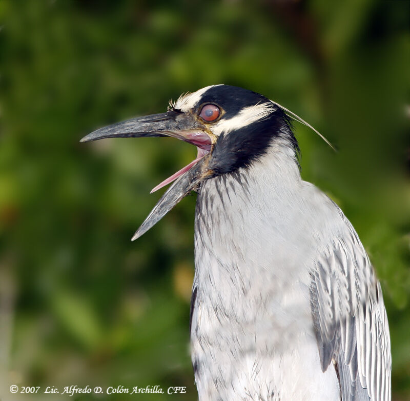 Yellow-crowned Night Heronadult