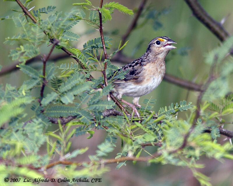 Grasshopper Sparrow