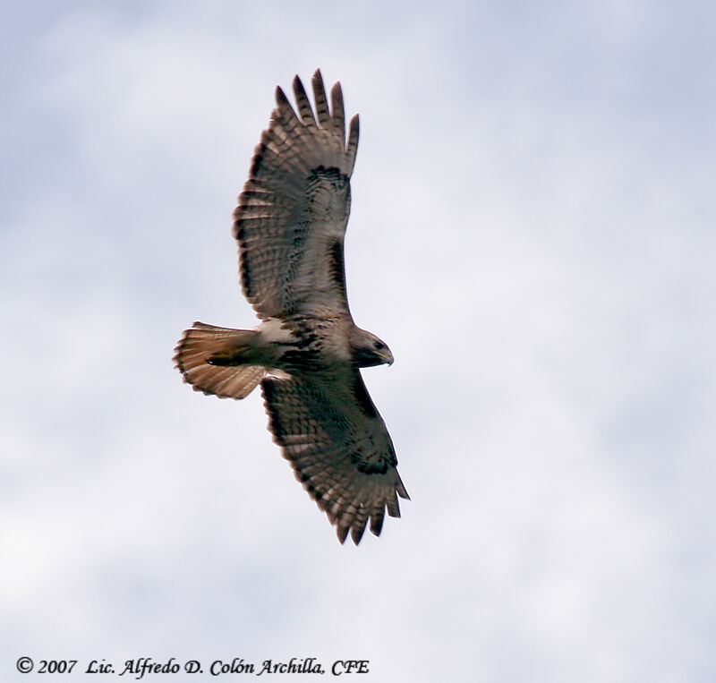 Red-tailed Hawk