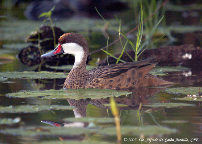 White-cheeked Pintail