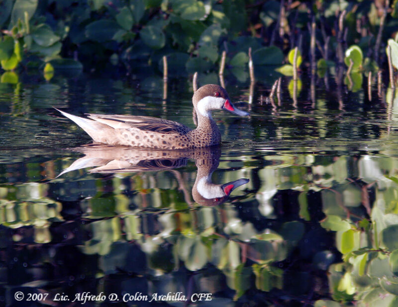 White-cheeked Pintail