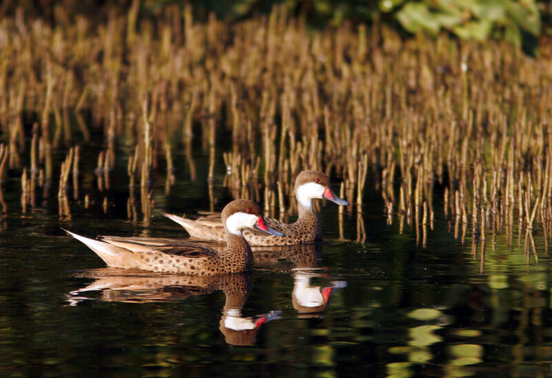 White-cheeked Pintail