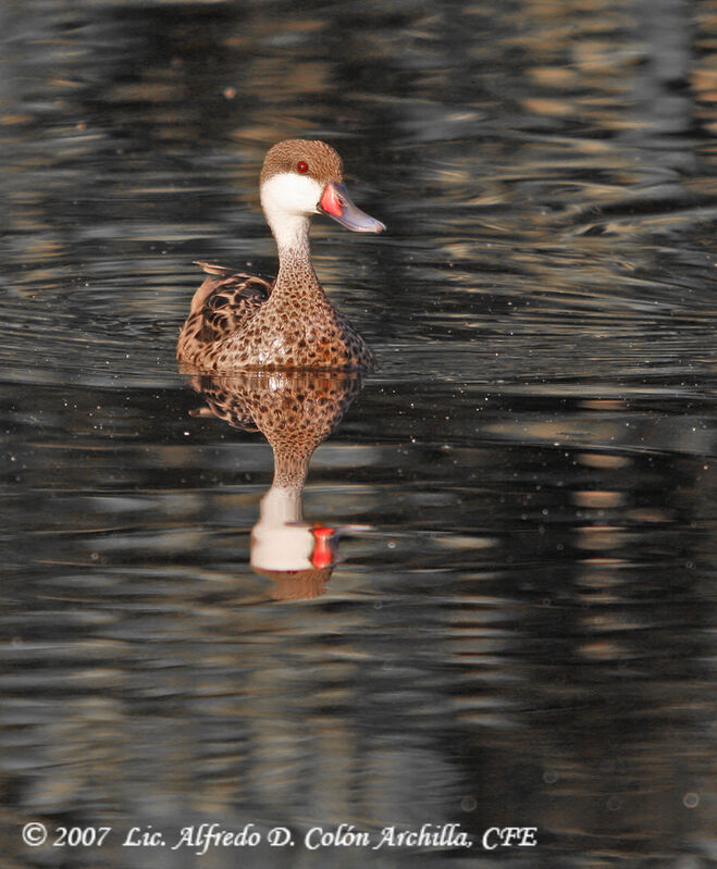 White-cheeked Pintail