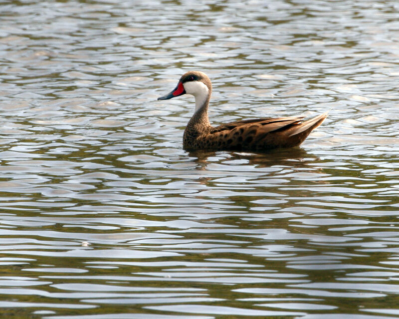 Canard des Bahamas