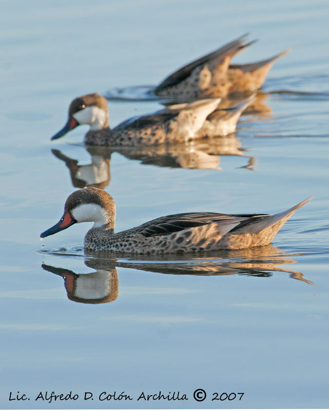 White-cheeked Pintail